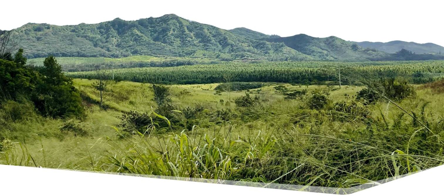 a field with a mountain in the background